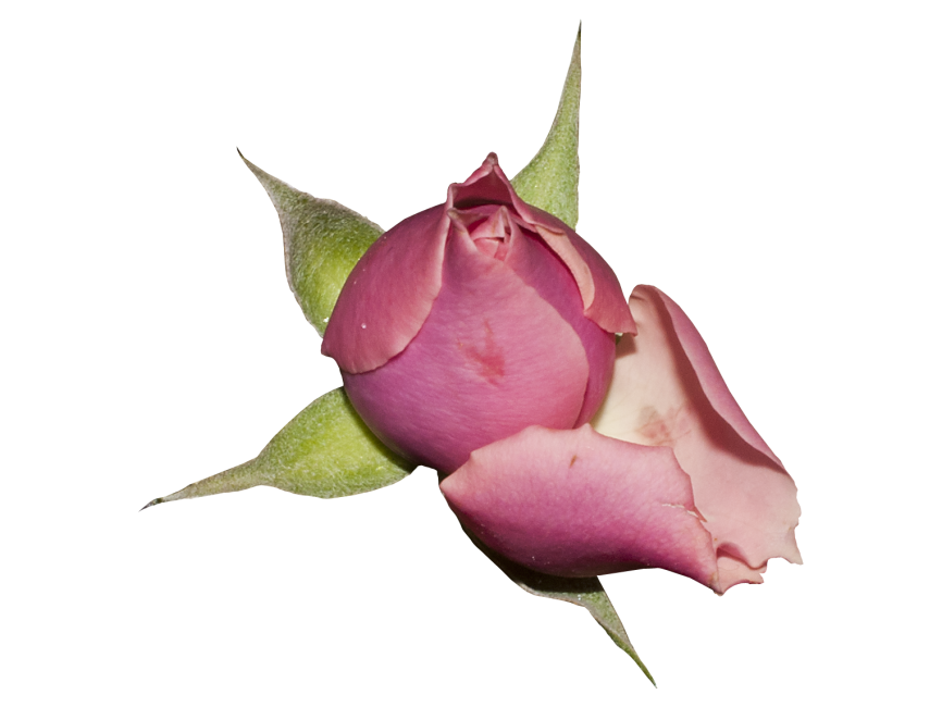Red Rose