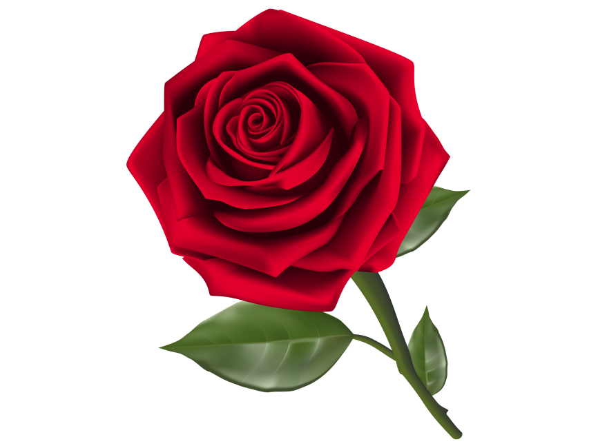 Red Rose