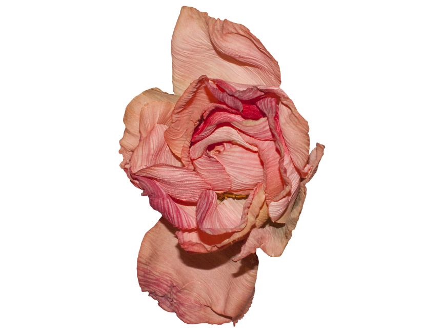 Red Rose