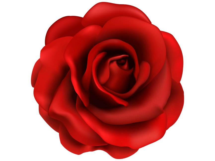 Red Rose