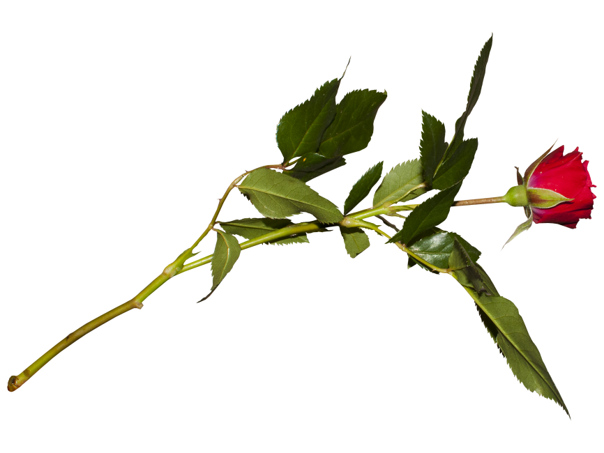 Red Rose