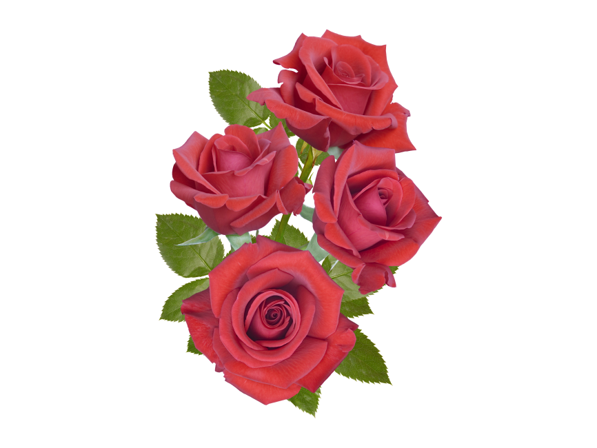 Red Rose