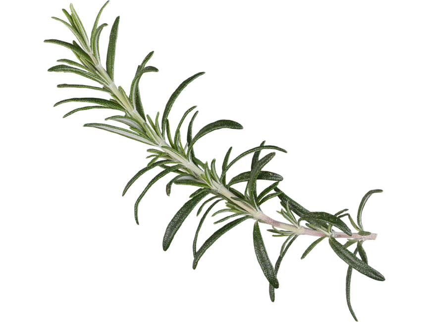 Rosemary