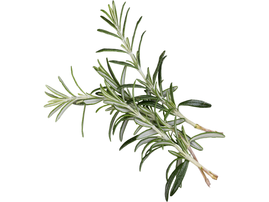 Rosemary