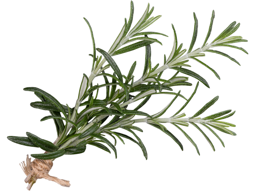 Rosemary