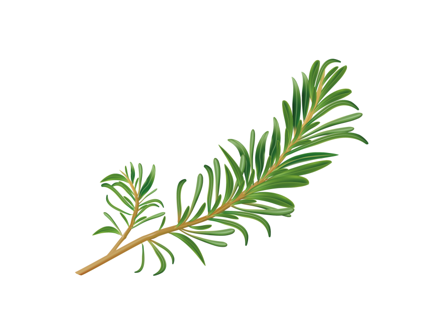 Rosemary