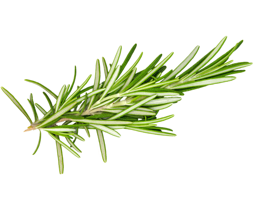 Rosemary