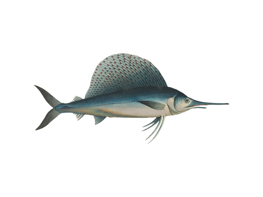 Sailfish