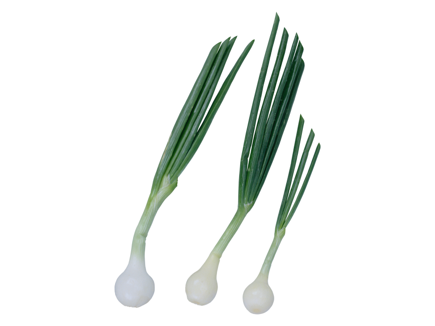 Scallion