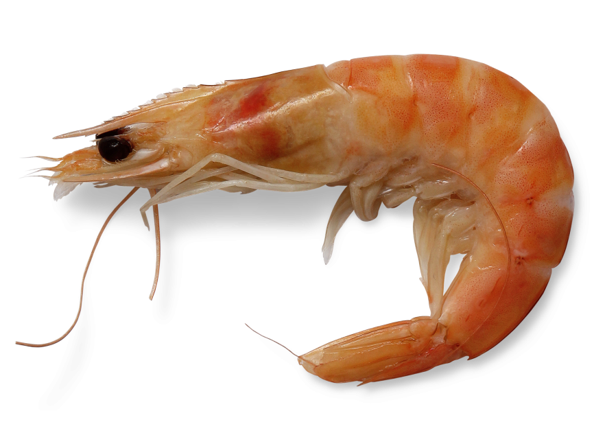 Shrimp