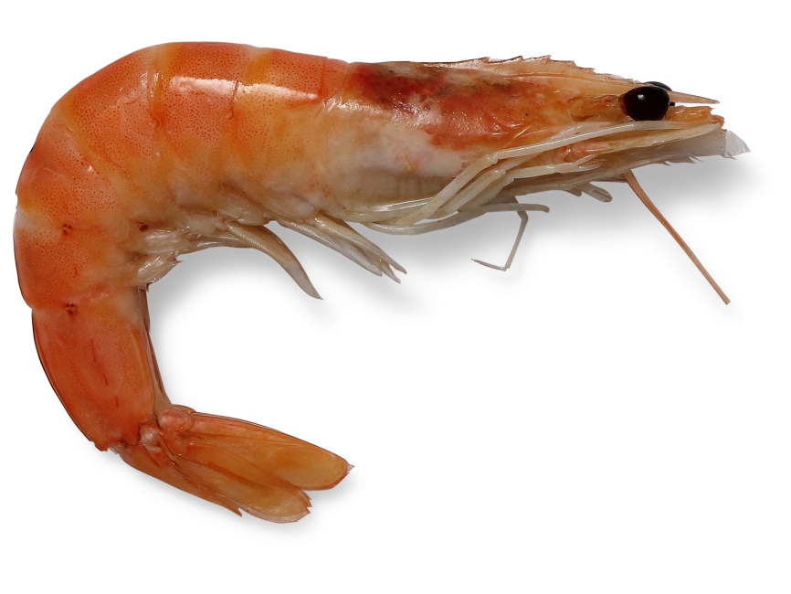 Shrimp