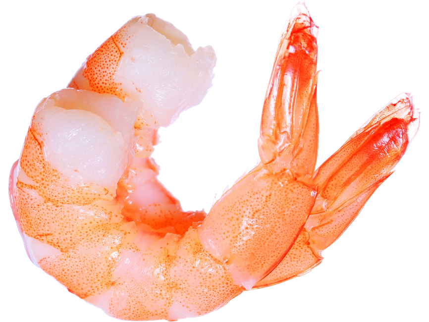 Shrimp