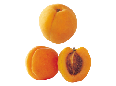 Apricot