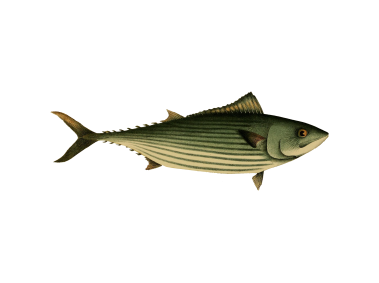 Australian Bonito Fish