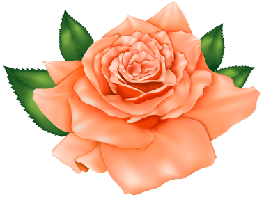 Beautiful Orange Rose