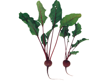 Beet