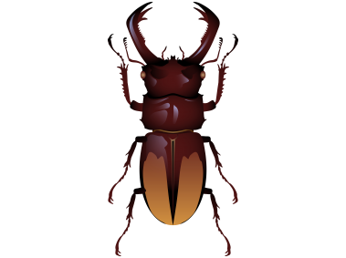 Beetle