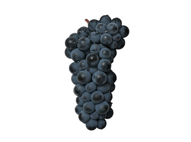 Black Grape