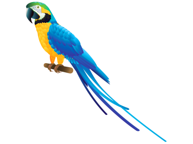 Blue Parrot