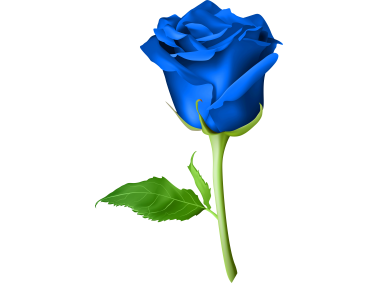 Blue Rose