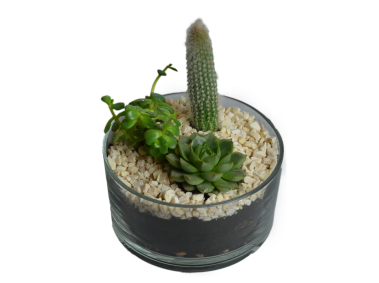 Cactus in Flowerpot