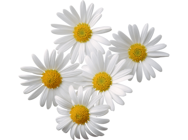 Camomiles