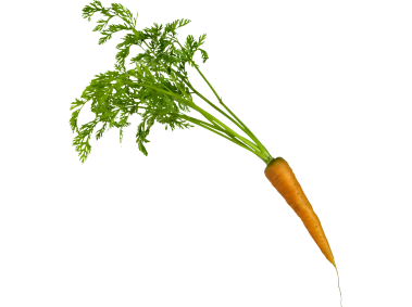 Carrot