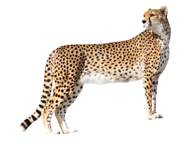 Cheetah