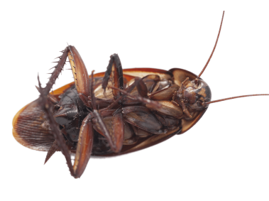 Cockroach
