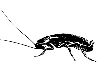 Cockroach