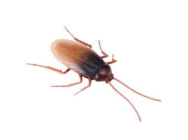 Cockroach