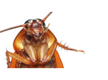 Cockroach