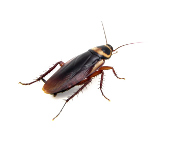 Cockroach