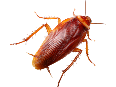 Cockroach
