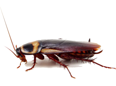 Cockroach