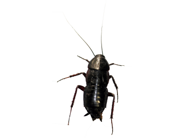 Cockroach