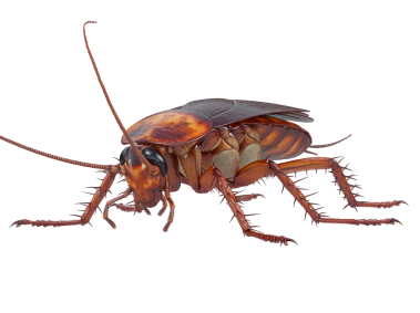 Cockroach