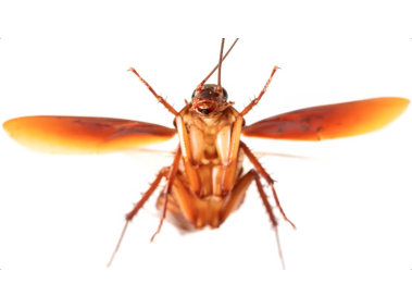 Cockroach
