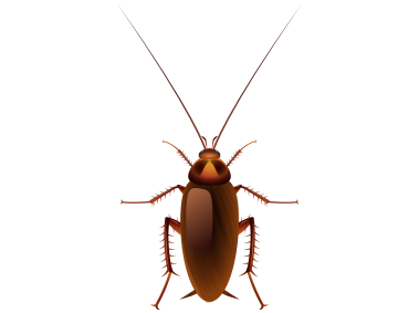 Cockroach