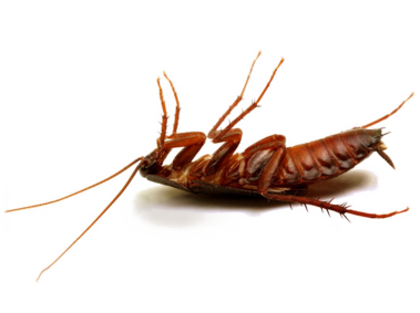 Cockroach