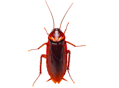 Cockroach