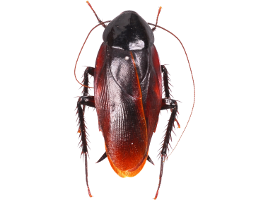 Cockroach