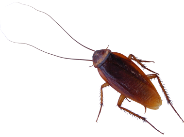 Cockroach