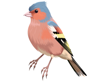 Colorful Bird
