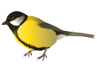 Colorful Bird