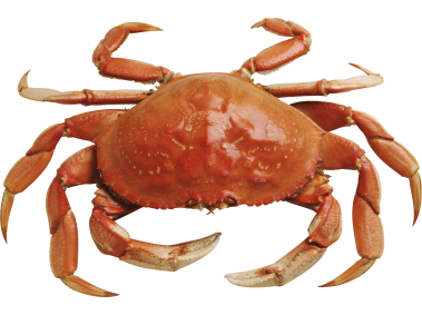 Crab