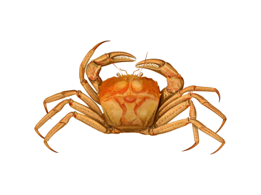 Crab