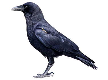Crow