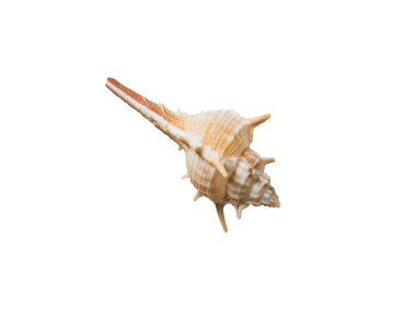 Decorative Seashell