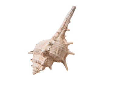 Decorative Seashell
